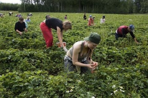 Польща планує ввести податок на сезонних працівників