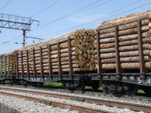 Одна п’ята незаконної деревини з України переробляється в Польщі