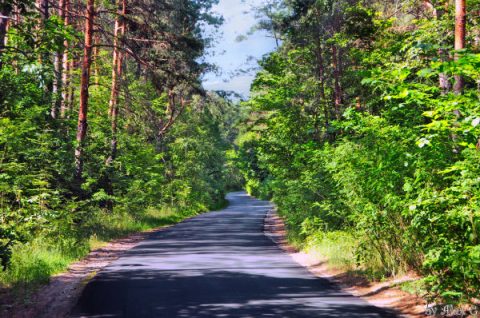 Поїздка до польського лісу може дорого коштувати необізнаному водієві