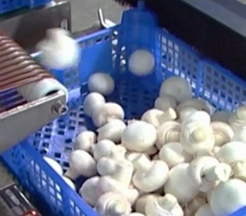 Упакування грибів