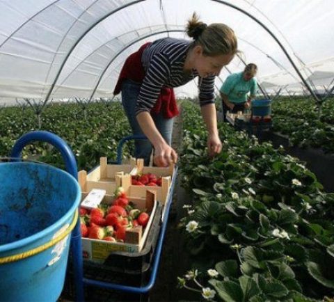 Працівниця теплиці