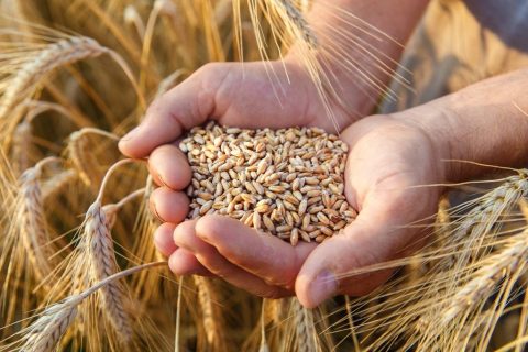 США допоможуть експортувати українське зерно через Польщу