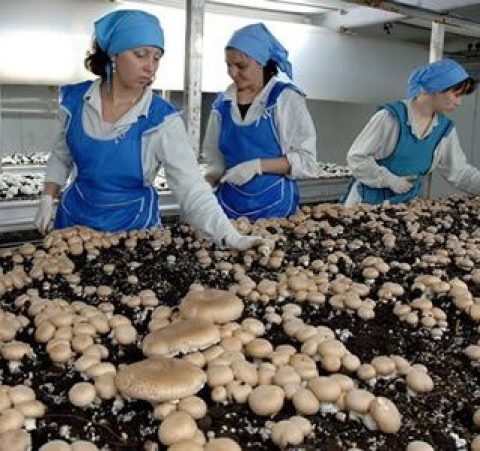 ЗБІР ГРИБІВ