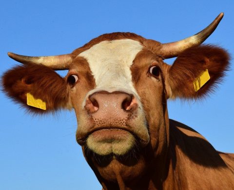 Дойка корів