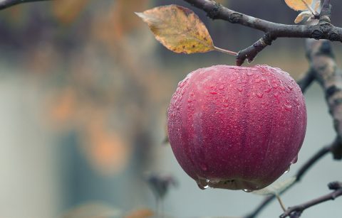 Що стало з польськими яблуками які не зібрали українці у 2022 році?