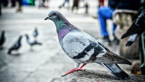 За годування диких птахів в Польщі може бути штраф