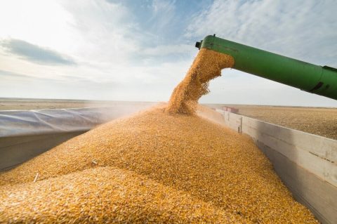 Чому Польща заборонила імпорт українського зерна та інших продуктів?