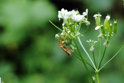 Українська компанія в Польщі інвестуватиме у розведення комах