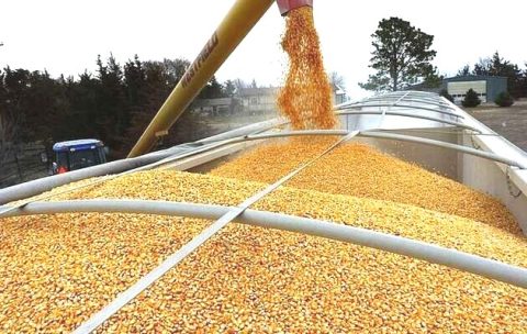 Хто в Польщі заробив на імпорті зерна з України?