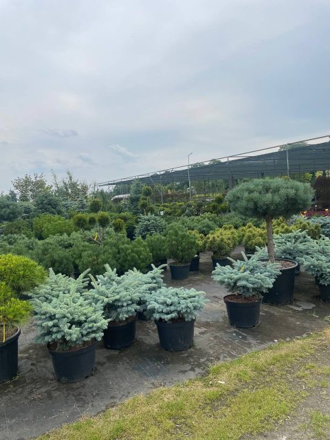 Догляд за рослинками