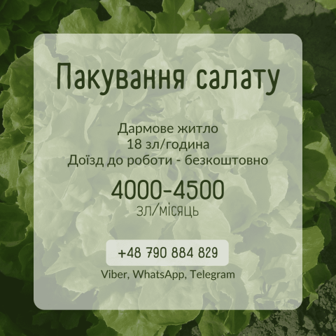Робота в Польщі Пакування та миття салату