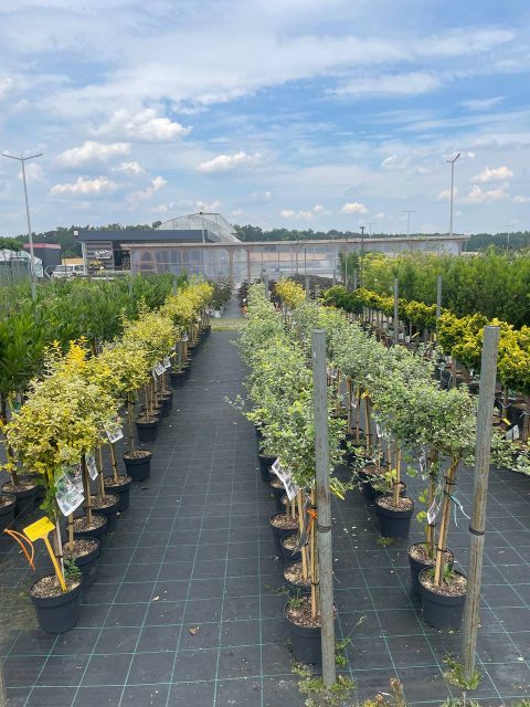 Догляд за рослинами поблизу Вроцлава