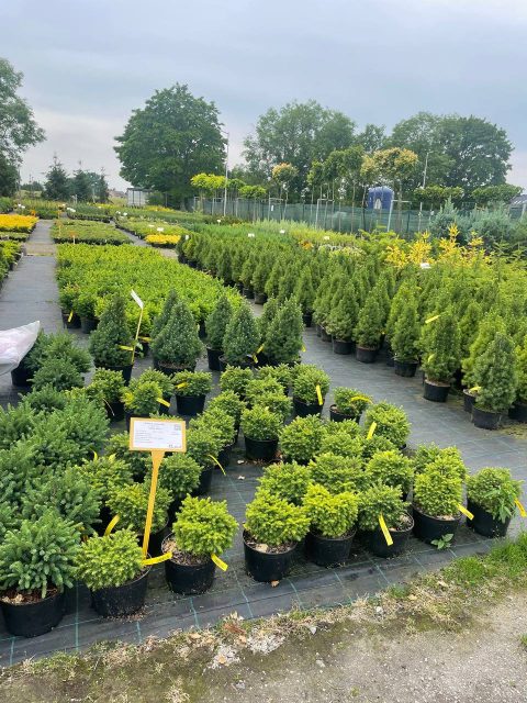 поблизу Вроцлава в садовий центр с.п та жінки